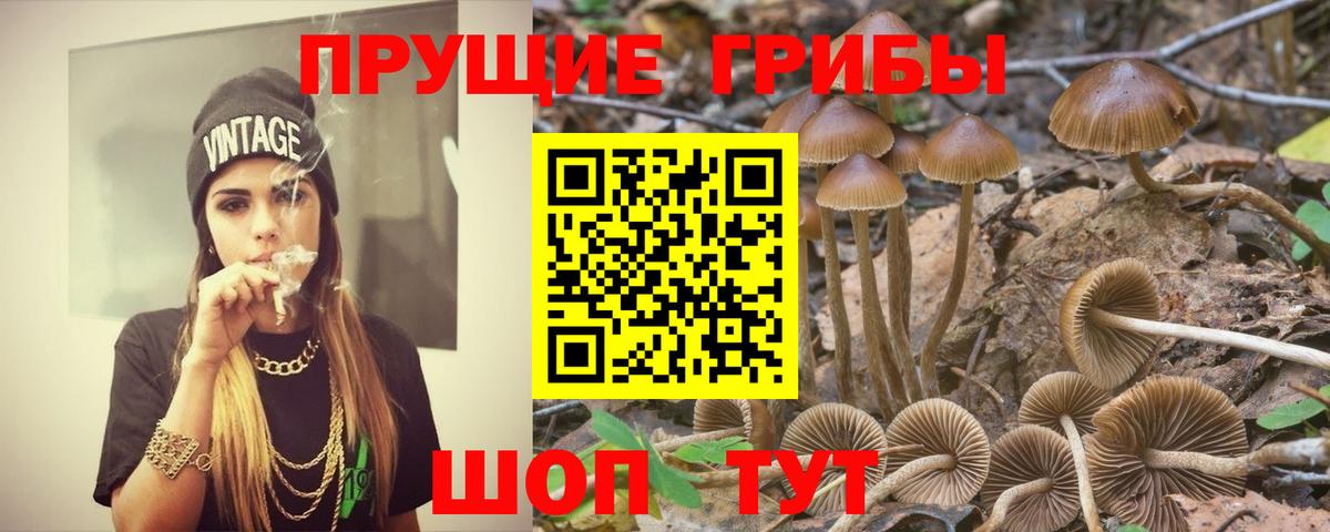 Малгобек  Галлюциногенные грибы Psilocybine cubensis  Вход с VPN 